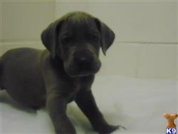 great dane puppy posted by Billie Cole